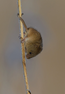 De Dwergmuis ging weer naar beneden. De functie van de staart is bij deze opname goed zichtbaar.

hoi henk
http://www.hlfotografie.nl/