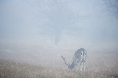 <i class='fa fa-user'></i>&nbsp;peter wijn&nbsp;|  Amsterdamse Waterleidingduinen&nbsp; <i class='fa fa-eye'>&nbsp;217</i> &nbsp; <i class='fa fa-comment-o'>&nbsp;8</i>