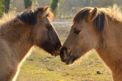 <i class='fa fa-user'></i>&nbsp;B.M.Schouten-Ruis&nbsp;|  Konik&nbsp; <i class='fa fa-eye'>&nbsp;151</i> &nbsp; <i class='fa fa-comment-o'>&nbsp;3</i>