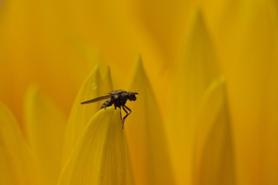 Afgelopen nazomer deze foto gemaakt, Een tijdje de vlieg gevolgd tot de top van het bloemblaadje beklommen was. Toen gelijk een aantal opnamen gemaakt uit de hand.