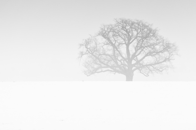 Foto gemaakt in de mist en de voorgrond lag sneeuw.
Canon 6D mark II  Sigma  150-600 C