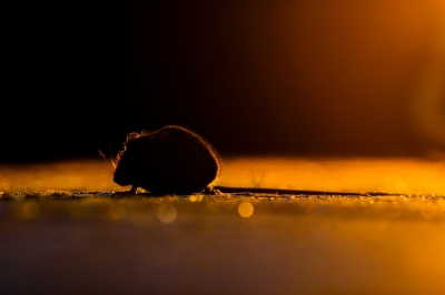 nog een foto van de huismuis, hier de bouwlamp op een andere plek gezet en het had net gehageld waardoor er een paar leuke rondjes (bokeh?) ontstonden