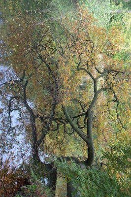 <i class='fa fa-user'></i>&nbsp;Bert Veerman&nbsp;|  "" Verdraaid ""&nbsp; <i class='fa fa-eye'>&nbsp;233</i> &nbsp; <i class='fa fa-comment-o'>&nbsp;6</i>