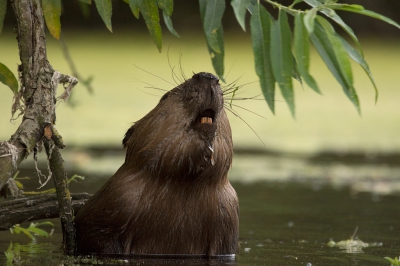 <i class='fa fa-user'></i>&nbsp;Schollevaer&nbsp;|  Bever&nbsp; <i class='fa fa-eye'>&nbsp;262</i> &nbsp; <i class='fa fa-comment-o'>&nbsp;6</i>