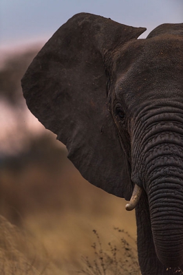 <i class='fa fa-user'></i>&nbsp;IngridVekemans&nbsp;|  Afrikaanse Olifant&nbsp; <i class='fa fa-eye'>&nbsp;160</i> &nbsp;<i class='fa fa-thumbs-up'>&nbsp;1</i> &nbsp; <i class='fa fa-comment-o'>&nbsp;6</i>