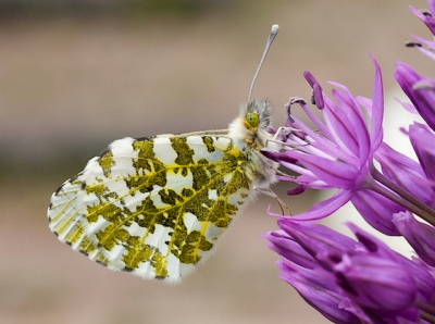 S' ochtends tijdens wandeling door de tuin zag ik dit fraaie exemplaar op de Allium zitten. Gauw m'n camera gepakt en vast gelegd.
Is alweer een paar jaar geleden maar vond het de moeite waard om te delen.