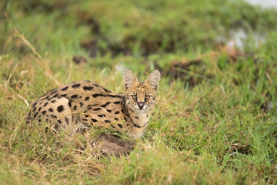 <i class='fa fa-user'></i>&nbsp;IngridVekemans&nbsp;|  Serval&nbsp; <i class='fa fa-eye'>&nbsp;270</i> &nbsp;<i class='fa fa-thumbs-up'>&nbsp;3</i> &nbsp; <i class='fa fa-comment-o'>&nbsp;3</i>