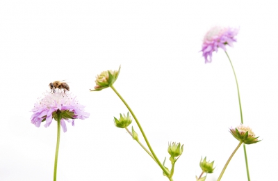 afgelopen zomer op vakantie geweest in de Belgische Ardennen, heerlijk een paar weekjes van de schitterende omgeving genoten en veel leuke foto's kunnen maken, deze foto van de bij tegen een witte lucht gefotografeerd om zo een ander soort beeld te creren.