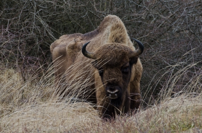 <i class='fa fa-user'></i>&nbsp;Eef Kieft&nbsp;|  Wisent&nbsp; <i class='fa fa-eye'>&nbsp;250</i> &nbsp; <i class='fa fa-comment-o'>&nbsp;5</i>