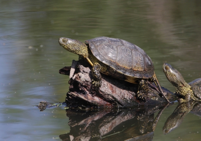 <i class='fa fa-user'></i>&nbsp;Ad Sprang&nbsp;|  Europese Moerasschildpad&nbsp; <i class='fa fa-eye'>&nbsp;194</i> &nbsp; <i class='fa fa-comment-o'>&nbsp;4</i>
