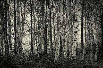 <i class='fa fa-user'></i>&nbsp;B.M.Schouten-Ruis&nbsp;|  Berkenbomen bij de Zevenhuizerplas&nbsp; <i class='fa fa-eye'>&nbsp;126</i> &nbsp; <i class='fa fa-comment-o'>&nbsp;1</i>