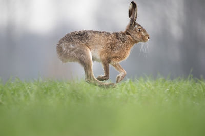 even aan het stoeien geweest met de foto van Reinier.
Was benieuwd of deze nog scherper te krijgen is dmv PS CC
klein beetje 'schokreductie' toegepast en deze als 50% laag over de kop van de haas toegepast. Hetzelfde voor 'nevel verwijderen' en dmv masker lokaal wat verscherpt.