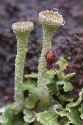 <i class='fa fa-user'></i>&nbsp;danny.declercq&nbsp;|  Dicyrtomina ornata&nbsp; <i class='fa fa-eye'>&nbsp;123</i> &nbsp;<i class='fa fa-thumbs-up'>&nbsp;3</i> &nbsp; <i class='fa fa-comment-o'>&nbsp;2</i>