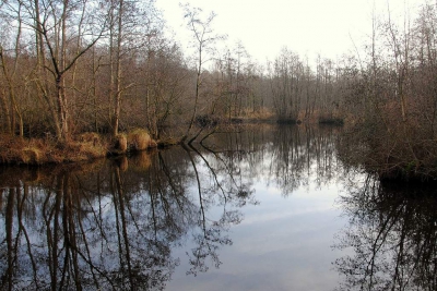 <i class='fa fa-user'></i>&nbsp;kooyammers&nbsp;|  Poel in het Loetbos&nbsp; <i class='fa fa-eye'>&nbsp;102</i> &nbsp; <i class='fa fa-comment-o'>&nbsp;0</i>