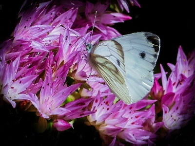 Met de nieuwe camera in de tuin gewandeld en opnamen gemaakt van div vlinders, 2016. Op zoek naar de mogelijkheden van de camera.