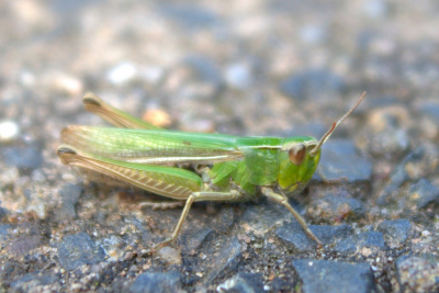 Deze sprinkhaan zat in m'n voortuin, en in tegenstelling tot de meeste andere sprinkhanen die ik tegenkom, sprong deze niet weg. Ik vind dat de naam ongelukkig gekozen is. De Kustsprinkhaan leeft inderdaad veel langs de kust, maar hij is beslist niet tot het kustgebied beperkt! Hij leeft met name in duinen, hooilanden, wegbermen en soms ook weilanden. Dat is ook vrij logisch, want ze eten bijna alleen maar grassen. De Kustsprinkhaan is meestal overwegend groen, maar bruine exemplaren komen voor.