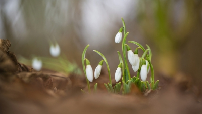 <i class='fa fa-user'></i>&nbsp;wimzilver&nbsp;|  Gewoon Sneeuwklokje&nbsp; <i class='fa fa-eye'>&nbsp;161</i> &nbsp; <i class='fa fa-comment-o'>&nbsp;1</i>