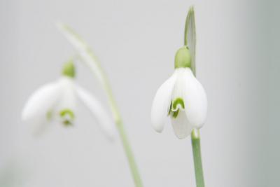 De foto is gemaakt in m`n eigen achtertuintje. Ik heb de sneeuwklokjes gekocht om te planten en heb ze in 1 moeite door gefotografeerd hopelijk is dat toegestaan?