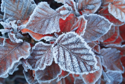 <i class='fa fa-user'></i>&nbsp;Bert Veerman&nbsp;|  Colours in winter&nbsp; <i class='fa fa-eye'>&nbsp;155</i> &nbsp; <i class='fa fa-comment-o'>&nbsp;3</i>