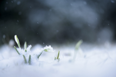 <i class='fa fa-user'></i>&nbsp;Jody Z&nbsp;|  Gewoon Sneeuwklokje&nbsp; <i class='fa fa-eye'>&nbsp;161</i> &nbsp;<i class='fa fa-thumbs-up'>&nbsp;3</i> &nbsp; <i class='fa fa-comment-o'>&nbsp;4</i>