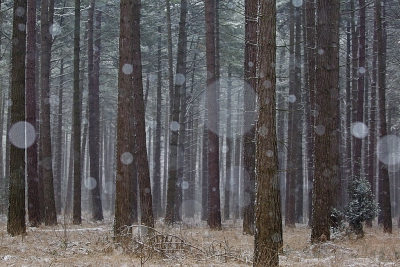 <i class='fa fa-user'></i>&nbsp;Pieter  LJ&nbsp;|  Sneeuwvlokken in het bos&nbsp; <i class='fa fa-eye'>&nbsp;236</i> &nbsp;<i class='fa fa-thumbs-up'>&nbsp;3</i> &nbsp; <i class='fa fa-comment-o'>&nbsp;6</i>