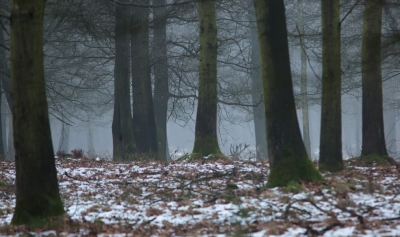 <i class='fa fa-user'></i>&nbsp;nelappelmelk&nbsp;|  Geweien in het landschap&nbsp; <i class='fa fa-eye'>&nbsp;231</i> &nbsp; <i class='fa fa-comment-o'>&nbsp;1</i>