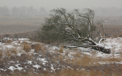 <i class='fa fa-user'></i>&nbsp;Pieter  LJ&nbsp;|  Besneeuwde heide&nbsp; <i class='fa fa-eye'>&nbsp;181</i> &nbsp; <i class='fa fa-comment-o'>&nbsp;5</i>