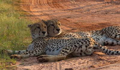 Ook gemaakt tijdens en ochtendsafari in NP Entabeni waar deze cheetahs nog wat lagen wakker te worden. Twee broers die het goed met elkaar konden vinden.