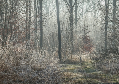 <i class='fa fa-user'></i>&nbsp;Anne van Rinsum&nbsp;|  Winterlicht&nbsp; <i class='fa fa-eye'>&nbsp;195</i> &nbsp;<i class='fa fa-thumbs-up'>&nbsp;1</i> &nbsp; <i class='fa fa-comment-o'>&nbsp;6</i>