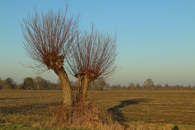 <i class='fa fa-user'></i>&nbsp;frbeuming&nbsp;|  Schietwilg&nbsp; <i class='fa fa-eye'>&nbsp;109</i> &nbsp; <i class='fa fa-comment-o'>&nbsp;1</i>