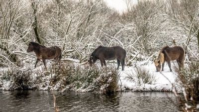 Ochtend na nachtelijke sneeuwval. Bewolkt, Geen/weinig wind.