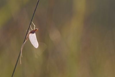 Duizenden van deze vliegen op het enigste stukje Blauw grasland in de Krimpenerwaard.