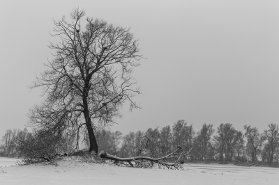 <i class='fa fa-user'></i>&nbsp;aloyss&nbsp;|  Aalscholvernesten in de winter&nbsp; <i class='fa fa-eye'>&nbsp;115</i> &nbsp;<i class='fa fa-thumbs-up'>&nbsp;1</i> &nbsp; <i class='fa fa-comment-o'>&nbsp;3</i>