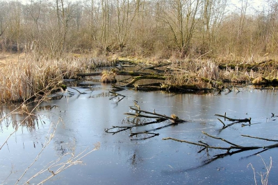 <i class='fa fa-user'></i>&nbsp;kooyammers&nbsp;|  Chaos in het Loetbos&nbsp; <i class='fa fa-eye'>&nbsp;122</i> &nbsp; <i class='fa fa-comment-o'>&nbsp;2</i>