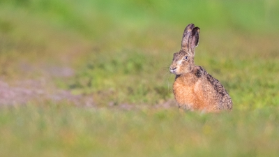 was aan het wandelen in een natuurgebied toen deze haas mijn richting uitkwam, hij had me niet in de gaten, snel op de grond gaan liggen voor een foto op ooghoogte te kunnen nemen