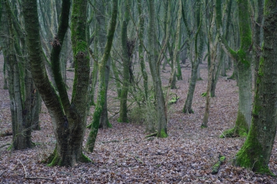 <i class='fa fa-user'></i>&nbsp;Jantine&nbsp;|  Esdoornbos in het Larserbos&nbsp; <i class='fa fa-eye'>&nbsp;137</i> &nbsp; <i class='fa fa-comment-o'>&nbsp;2</i>