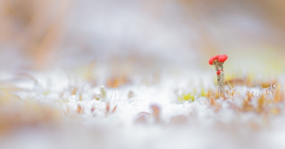 Samen met Jody op pad om mosjes te fotograferen. Een klein sneeuwlaagje op de grond zorgde voor iets extra's. 2 stops overbelicht om zachtheid in de opname te brengen.