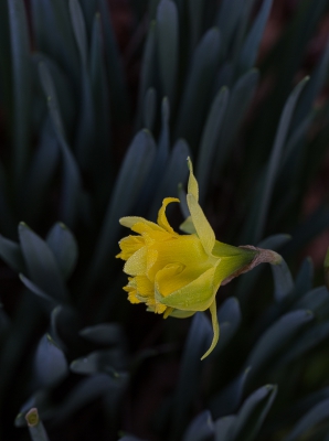 <i class='fa fa-user'></i>&nbsp;Tom van der Most&nbsp;|  Narcis sp.&nbsp; <i class='fa fa-eye'>&nbsp;183</i> &nbsp;<i class='fa fa-thumbs-up'>&nbsp;6</i> &nbsp; <i class='fa fa-comment-o'>&nbsp;12</i>