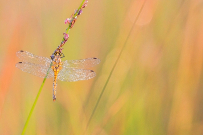 Vroeg opgestaan, kon dit vrouwtje van de zwarte heidelibel fotograferen toen ze nog stil zat
