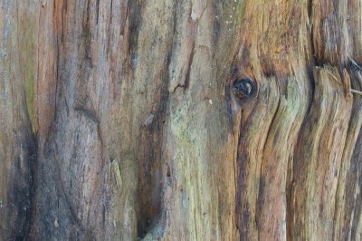 <i class='fa fa-user'></i>&nbsp;Bert Veerman&nbsp;|  "" Nature Art II ""&nbsp; <i class='fa fa-eye'>&nbsp;160</i> &nbsp; <i class='fa fa-comment-o'>&nbsp;1</i>