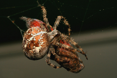 Door het raam kijkend zag ik dat deze reusachtige Viervlekwielwebspin een Dagpauwoog te pakken had, snel camera gepakt , maar toen was hij al aardig gevorderd met inpakken van zijn prooi.
Lens 50mm + 12mm tussenring gebruikt