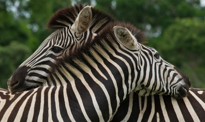 <i class='fa fa-user'></i>&nbsp;Fantabulous&nbsp;|  Gewone Zebra&nbsp; <i class='fa fa-eye'>&nbsp;140</i> &nbsp;<i class='fa fa-thumbs-up'>&nbsp;1</i> &nbsp; <i class='fa fa-comment-o'>&nbsp;4</i>