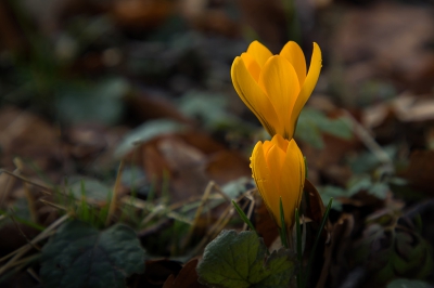 <i class='fa fa-user'></i>&nbsp;Bemaliri&nbsp;|  Krokus sp.&nbsp; <i class='fa fa-eye'>&nbsp;148</i> &nbsp;<i class='fa fa-thumbs-up'>&nbsp;1</i> &nbsp; <i class='fa fa-comment-o'>&nbsp;3</i>