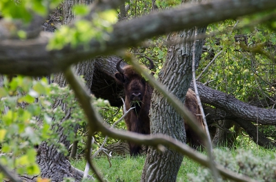 <i class='fa fa-user'></i>&nbsp;Eef Kieft&nbsp;|  Wisent&nbsp; <i class='fa fa-eye'>&nbsp;180</i> &nbsp; <i class='fa fa-comment-o'>&nbsp;1</i>