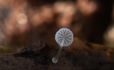<i class='fa fa-user'></i>&nbsp;euroblinkie&nbsp;|  Suikermycena&nbsp; <i class='fa fa-eye'>&nbsp;196</i> &nbsp;<i class='fa fa-thumbs-up'>&nbsp;6</i> &nbsp; <i class='fa fa-comment-o'>&nbsp;6</i>