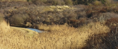 <i class='fa fa-user'></i>&nbsp;B.M.Schouten-Ruis&nbsp;|  Amsterdamse Waterleidingduinen, landschap&nbsp; <i class='fa fa-eye'>&nbsp;170</i> &nbsp; <i class='fa fa-comment-o'>&nbsp;4</i>