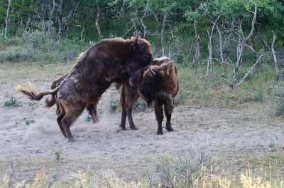 <i class='fa fa-user'></i>&nbsp;Eef Kieft&nbsp;|  Wisent&nbsp; <i class='fa fa-eye'>&nbsp;266</i> &nbsp; <i class='fa fa-comment-o'>&nbsp;1</i>