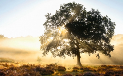 Hier de andere foto van dezelfde boom, op dezelfde ochtend. Een prachtige boom vind ik!