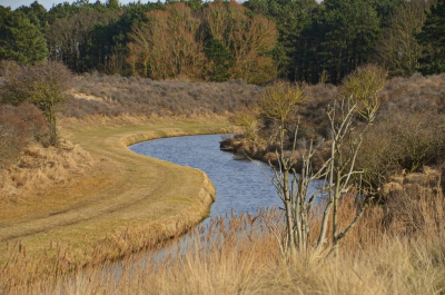 <i class='fa fa-user'></i>&nbsp;B.M.Schouten-Ruis&nbsp;|  Amsterdamse Waterleidingduinen, landschap&nbsp; <i class='fa fa-eye'>&nbsp;152</i> &nbsp; <i class='fa fa-comment-o'>&nbsp;6</i>
