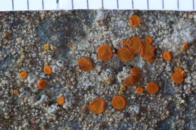 Op deze onbewerkte foto van het Rood Dijkzonnetje zijn uit het stukje papieren meetlint van de Gamma in de bovenrand goed de afmetingen af te leiden van de apothecin van het Rood Dijkzonnetje. Wat hier ook goed te zien is, is het enorme kwaliteitsverlies bij een diafragma van f/16 (de kleinste instelling van de MP-E 65mm lens). Een belangrijke reden dus om een focus stack te maken met f/4 of f/5 (of met f/10 zoals bij de foto in het reguliere album).